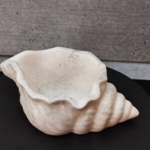 Coquillage
