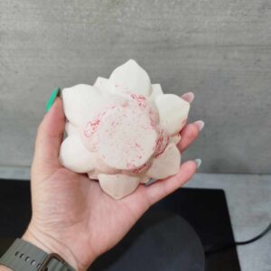 Fleur de lotus