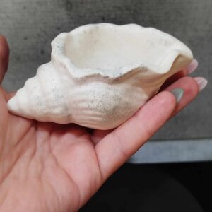 Coquillage