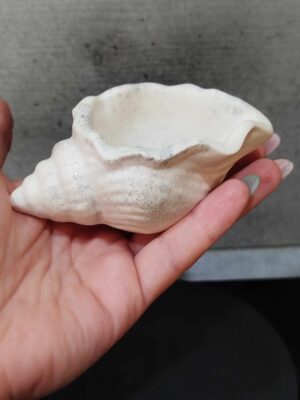 Coquillage – Image 2